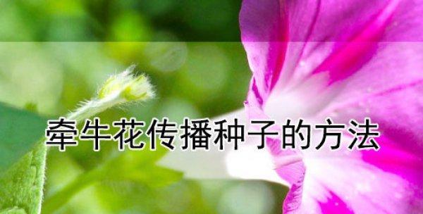 牵牛花种植的正确步骤是什么？