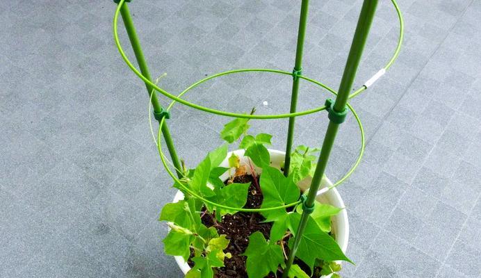 牵牛花种植的正确步骤是什么？