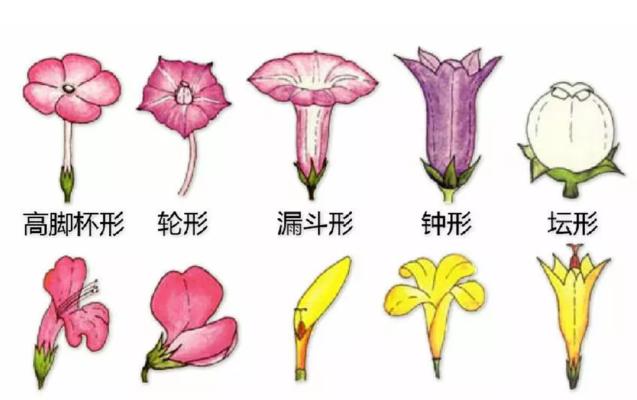 花有哪些形态？不同形态的花有何寓意？