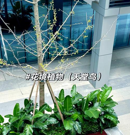 天堂鸟绿植的养殖方法和常见问题解答？