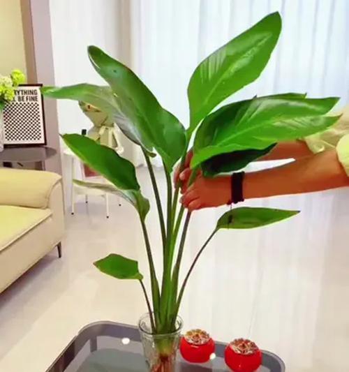 天堂鸟绿植的养殖方法和常见问题解答？