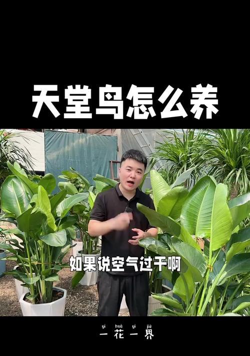 天堂鸟绿植的养殖方法和常见问题解答？