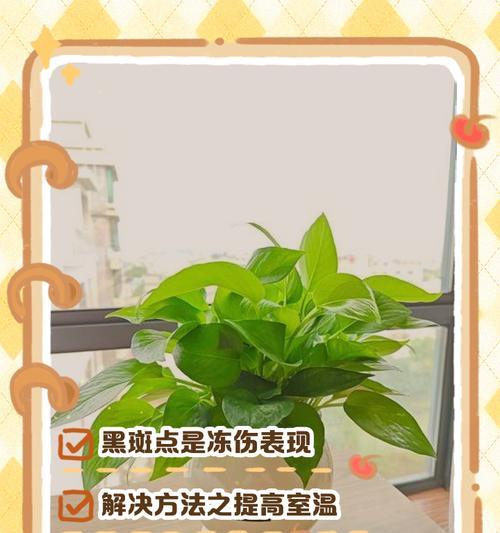 绿萝冻伤的处理方法有哪些？