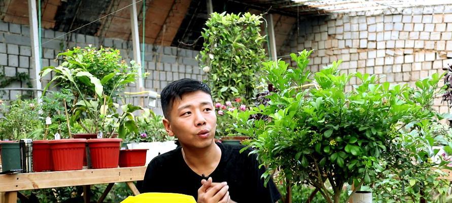 米兰修剪的最佳时机是什么时候？如何修剪米兰？