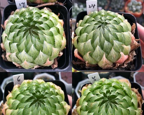 樱水晶施什么肥？樱水晶的施肥方法和肥料选择指南？