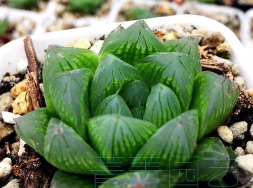 樱水晶施什么肥？樱水晶的施肥方法和肥料选择指南？