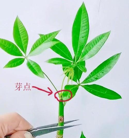 土培发财树的正确方法是什么？