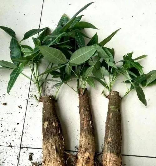 土培发财树的正确方法是什么？