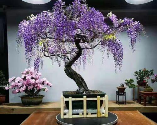 紫藤修剪成盆景的步骤是什么？