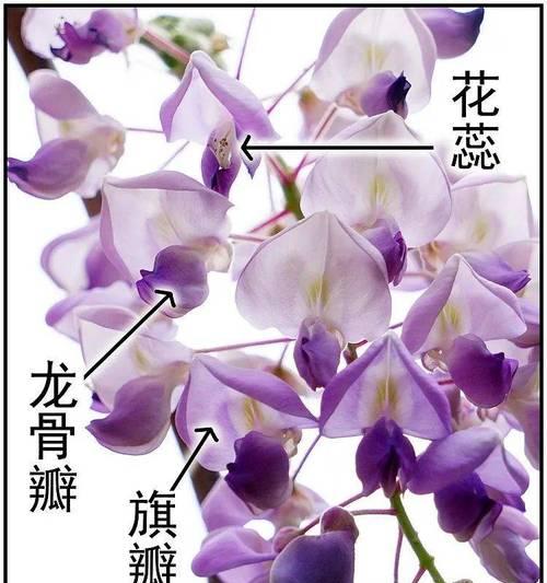 紫藤修剪成盆景的步骤是什么？
