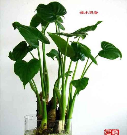 滴水观音修剪的正确方法是什么？修剪后如何促进新芽？