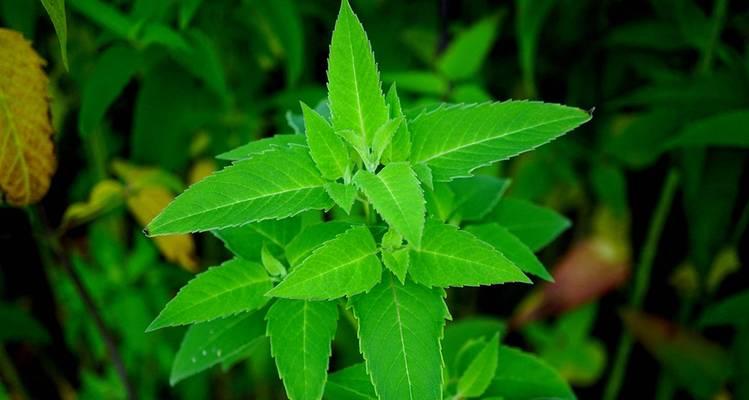 薄荷是哪种植物？薄荷的特性有哪些？