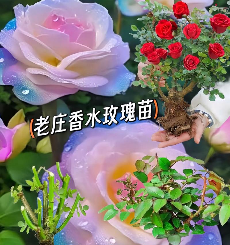 玫瑰栽种需要注意什么？如何让玫瑰花开得更艳丽？