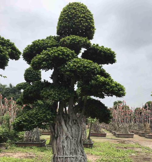 小叶榕品种特点？如何养护？