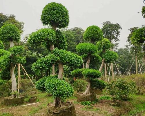 小叶榕品种特点？如何养护？