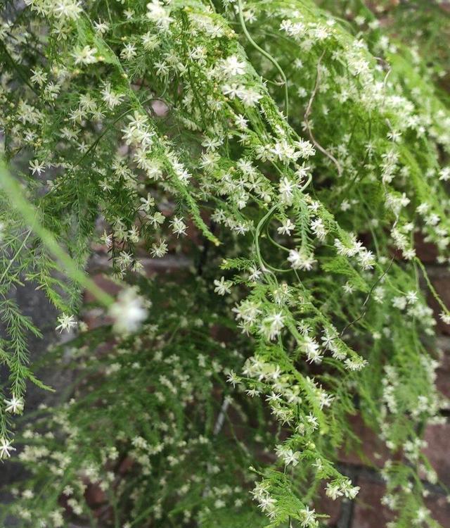 文竹开花寓意什么兆头？文竹开花的象征意义是什么？