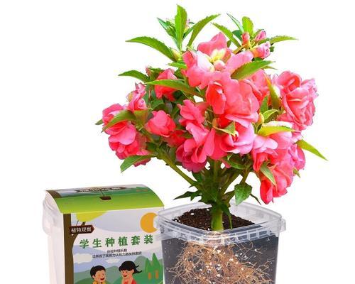 哪些花的种子种植起来最简单？