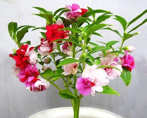 哪些花的种子种植起来最简单？