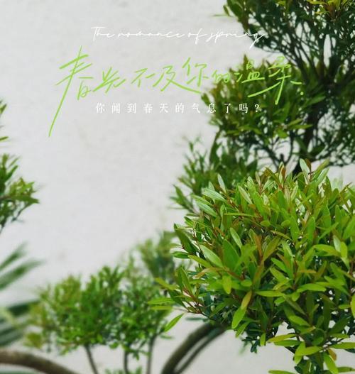 盆栽植物的定义及其养护要点是什么？