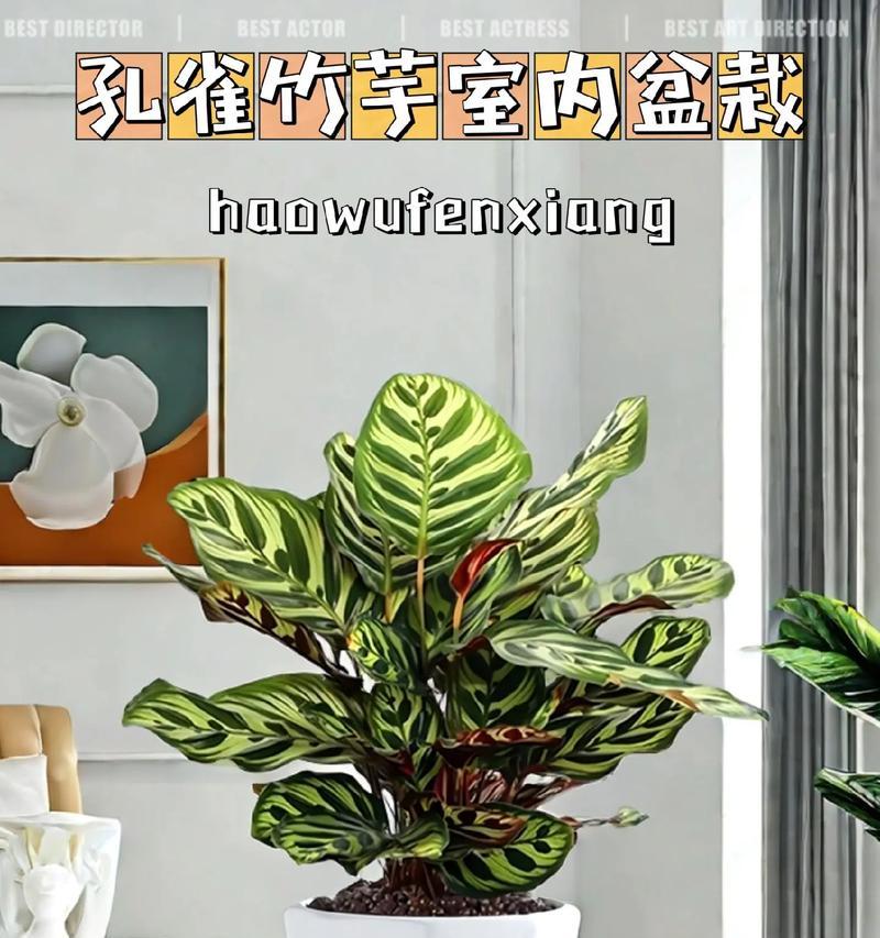盆栽植物的定义及其养护要点是什么？