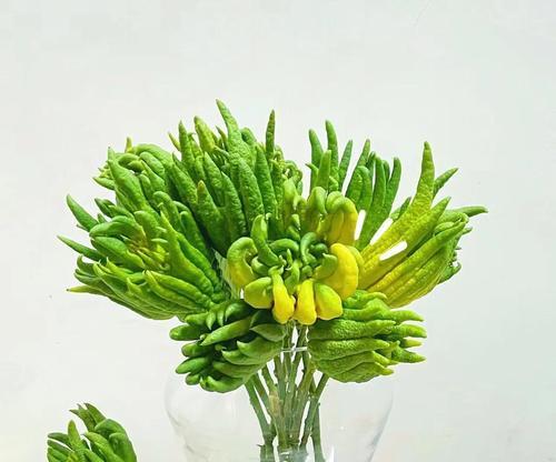 佛手花的日常养护需要注意什么？如何延长花期？