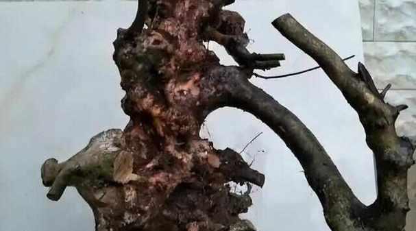 树桩生根的秘诀是什么？怎样促进树桩快速生根？