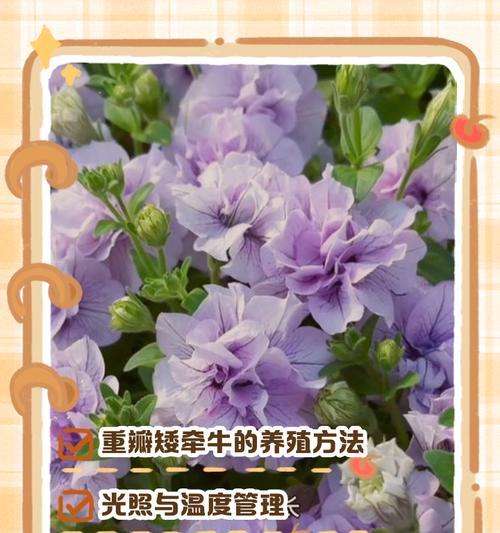 矮牵牛的养护要点有哪些？