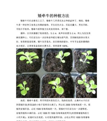 矮牵牛的养护要点有哪些？