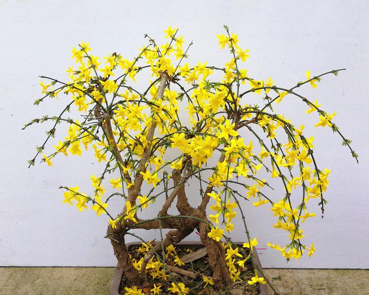 迎春花哪种品种最好？如何挑选？