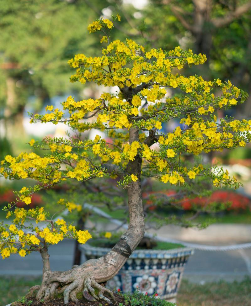 迎春花哪种品种最好？如何挑选？