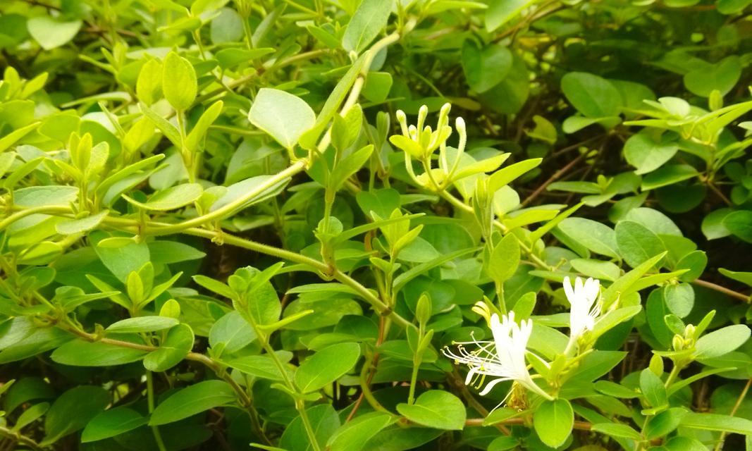 金银花树的养殖技巧有哪些？如何提高开花量？