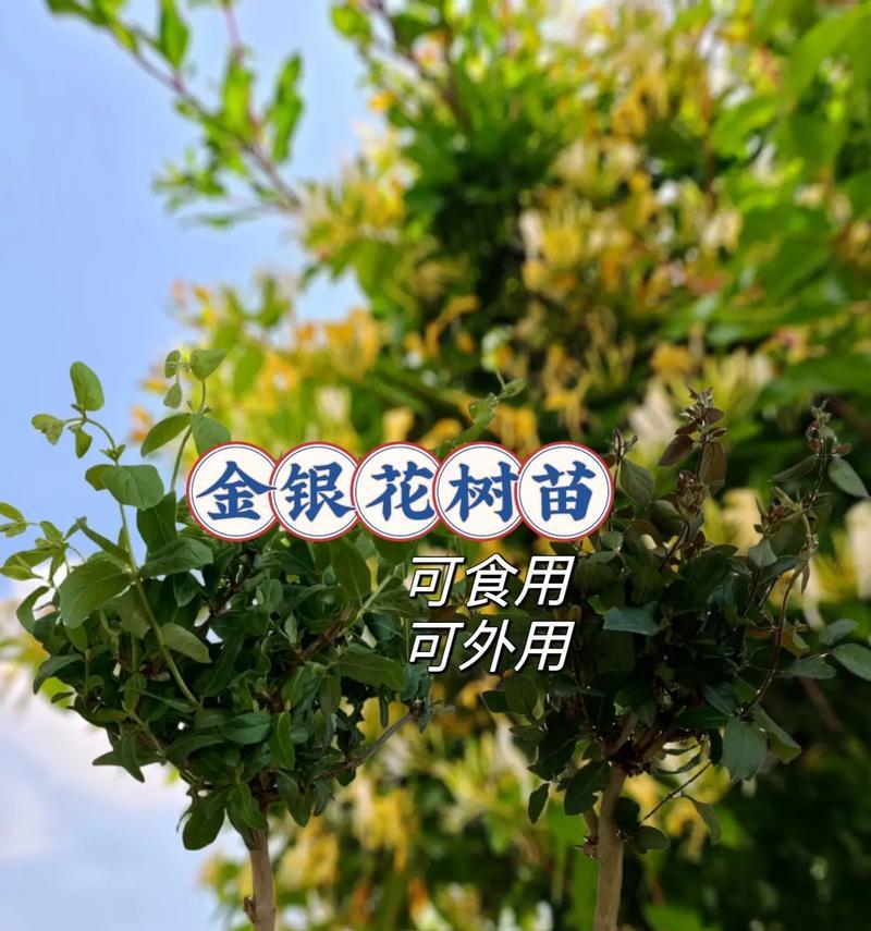 金银花树的养殖技巧有哪些？如何提高开花量？