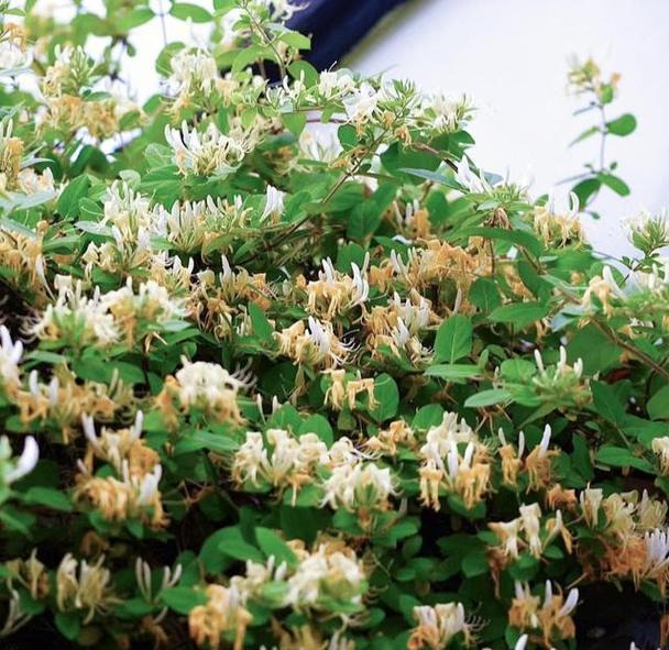 金银花树的养殖技巧有哪些？如何提高开花量？