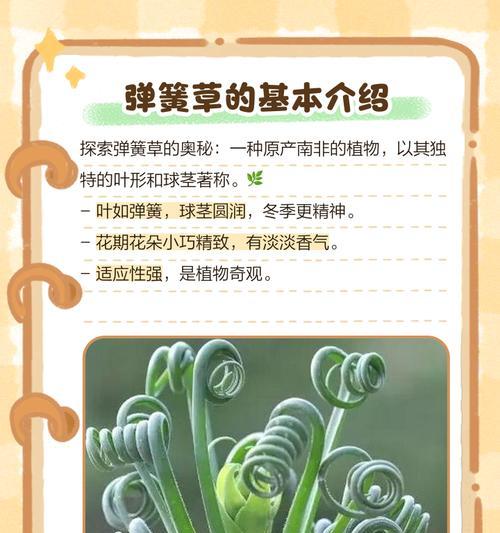 弹簧草有哪些品种？各自的生长环境有何不同？
