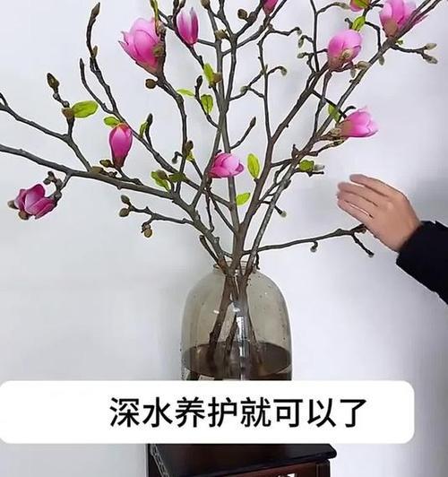 如何水培兰花？水培兰花的步骤和管理要点有哪些？