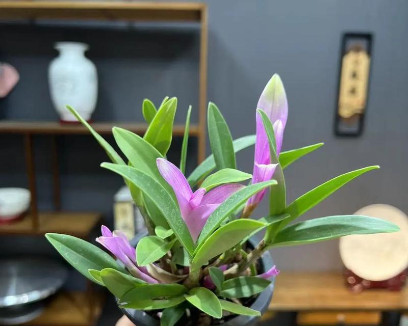 如何水培兰花？水培兰花的步骤和管理要点有哪些？