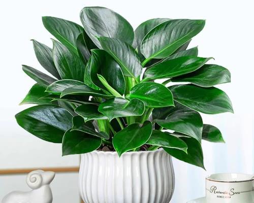 金钻怎么养殖？金钻植物的养殖技巧有哪些？