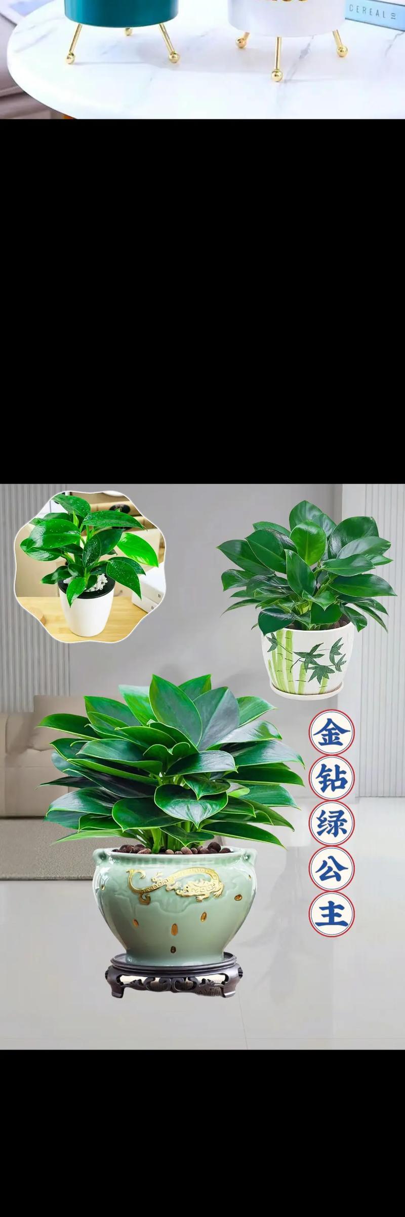 金钻怎么养殖？金钻植物的养殖技巧有哪些？