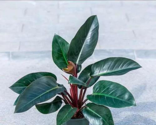 金钻怎么养殖？金钻植物的养殖技巧有哪些？