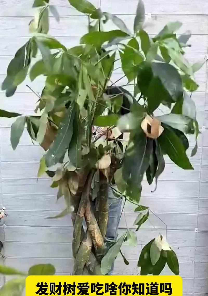 绿箩修剪的最佳时机是什么时候？绿箩修剪后如何促进新芽生长？