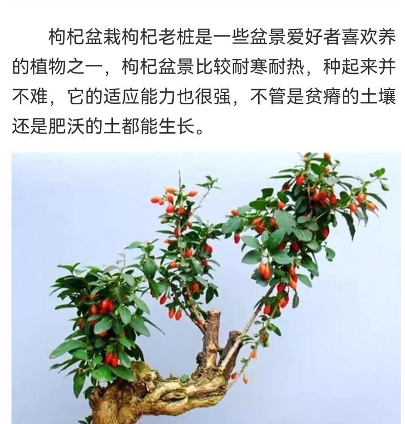 枸杞盆景的整形方法有哪些？