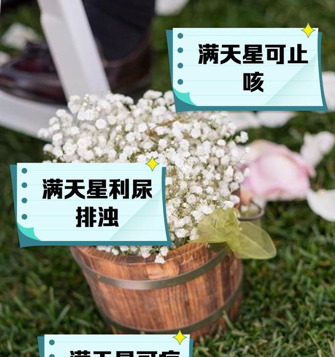 满天星养殖的技巧和常见问题有哪些？