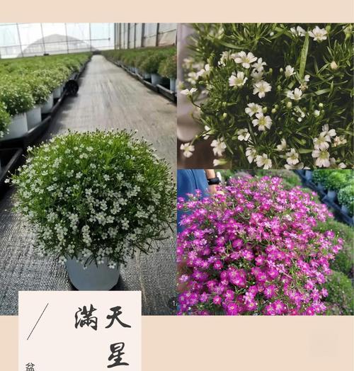 满天星养殖的技巧和常见问题有哪些？