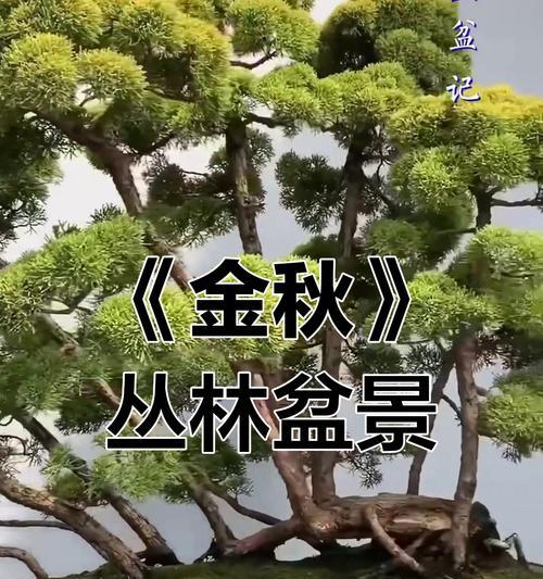 黄金柏盆景的正确养护方法是什么？