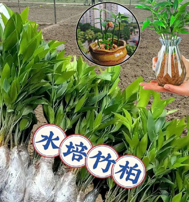 水培植物防蚊的有效方法是什么？