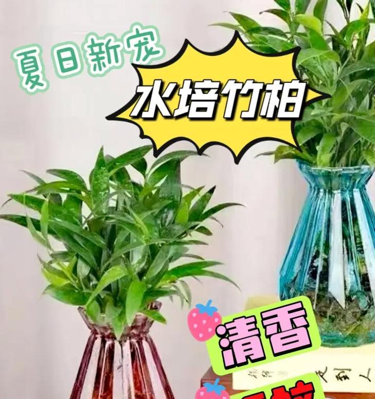 水培植物防蚊的有效方法是什么？