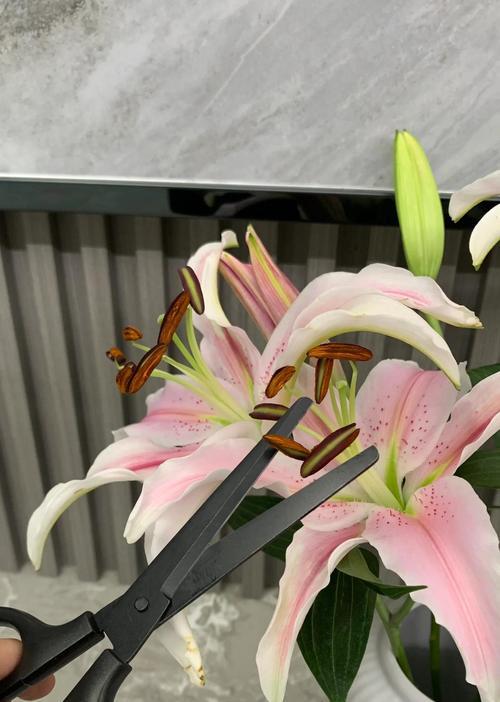 百合花的养殖技巧是什么？如何让百合花开得更美？