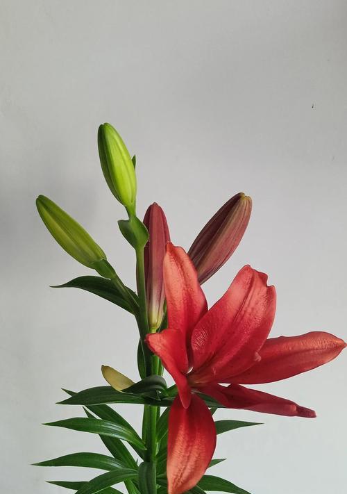 百合花的养殖技巧是什么？如何让百合花开得更美？