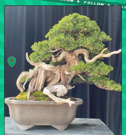 盆栽配土的正确比例和材料是什么？