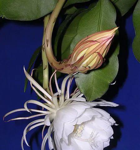 昙花特性：昙花有什么特别之处？